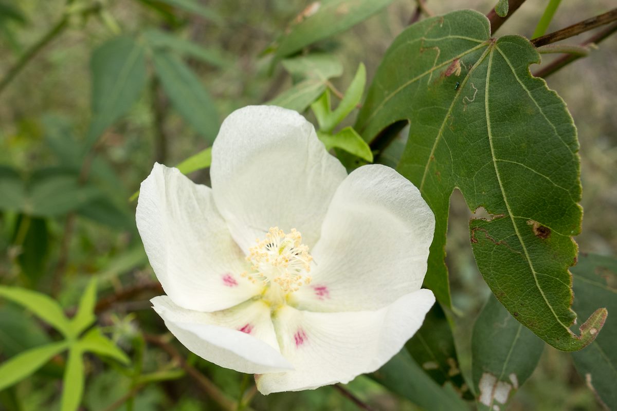 2014 September Desert Cotton Along the Sabino Canyon Trail