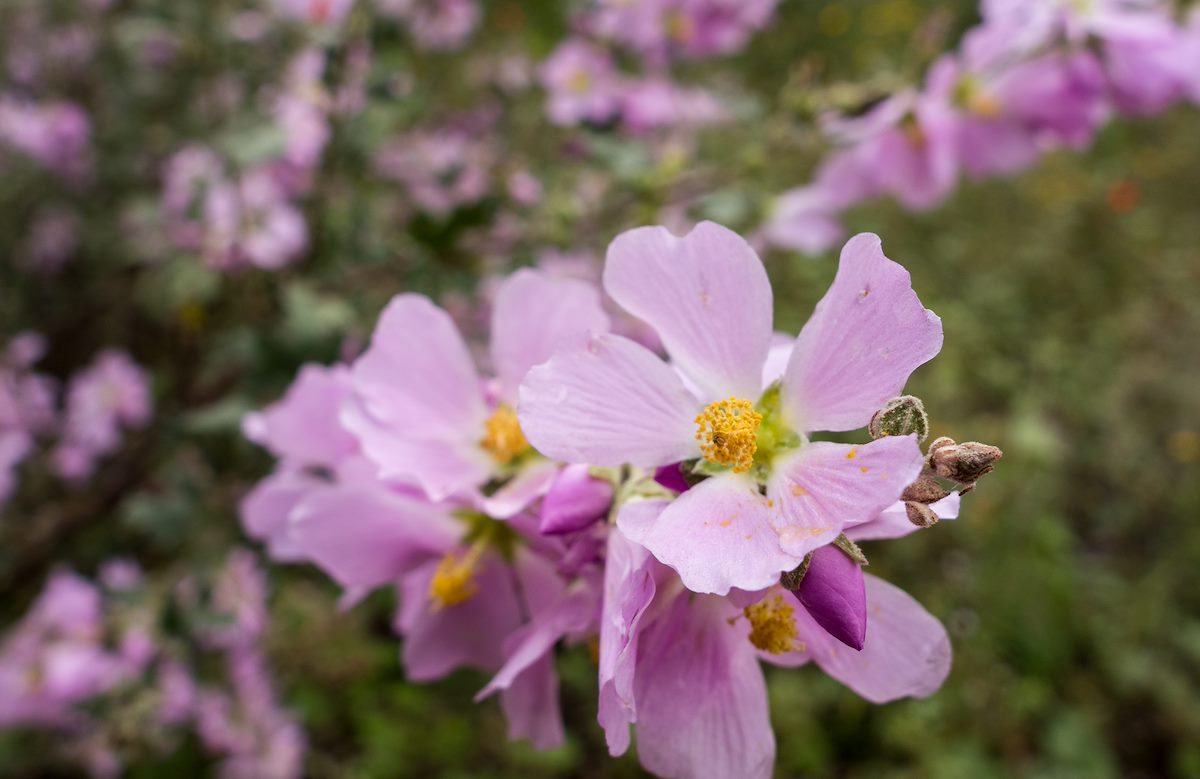 2014 September Flowers near Sycamore Reservoir