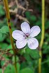 2014 September Geranium on the Mint Spring Trail