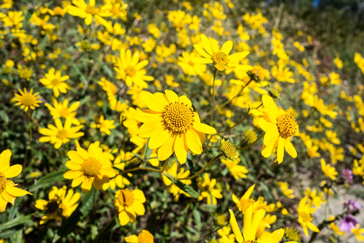 2014 September Golden Eye