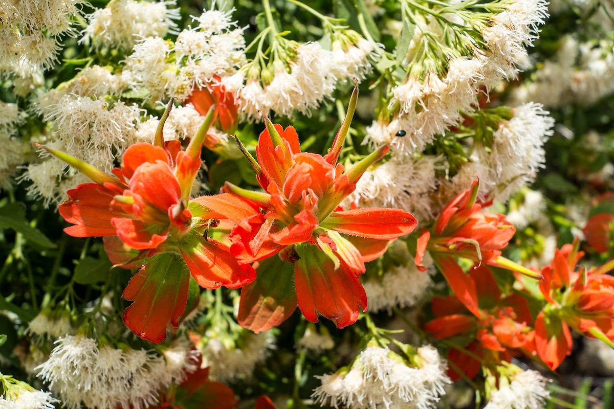 2014 September Indian Paintbrush on the Kellogg Trail