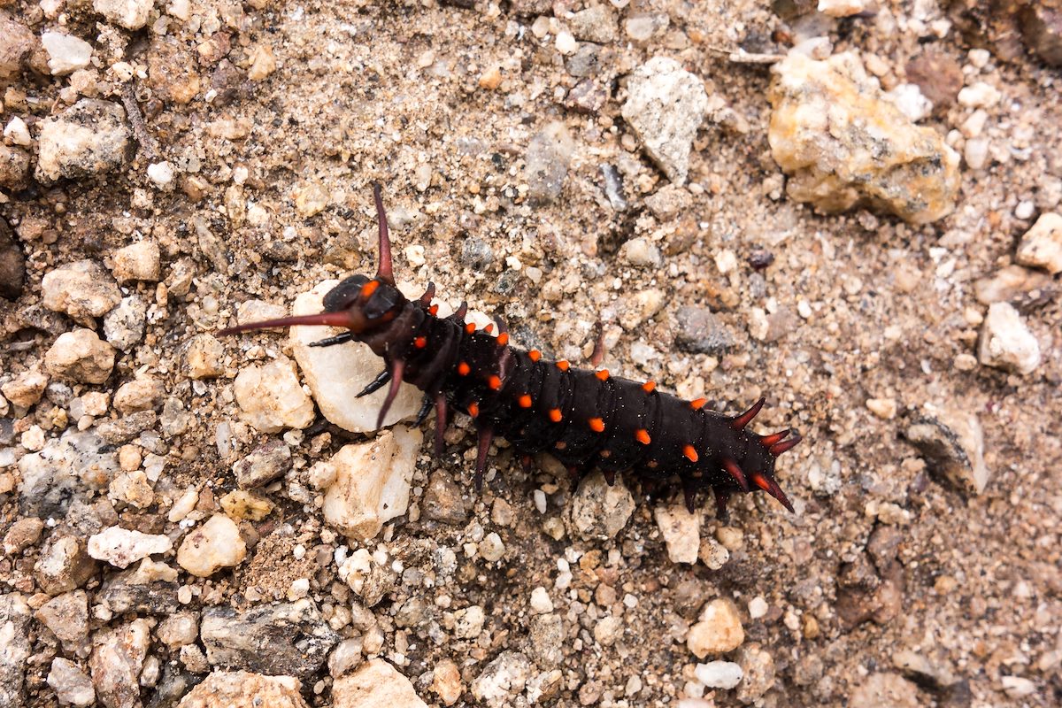 2014 September Pipevine Swallowtail Caterpillar on the Sabino Canyon Trail