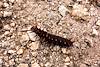 2014 September Pipevine Swallowtail Caterpillar on the Sabino Canyon Trail