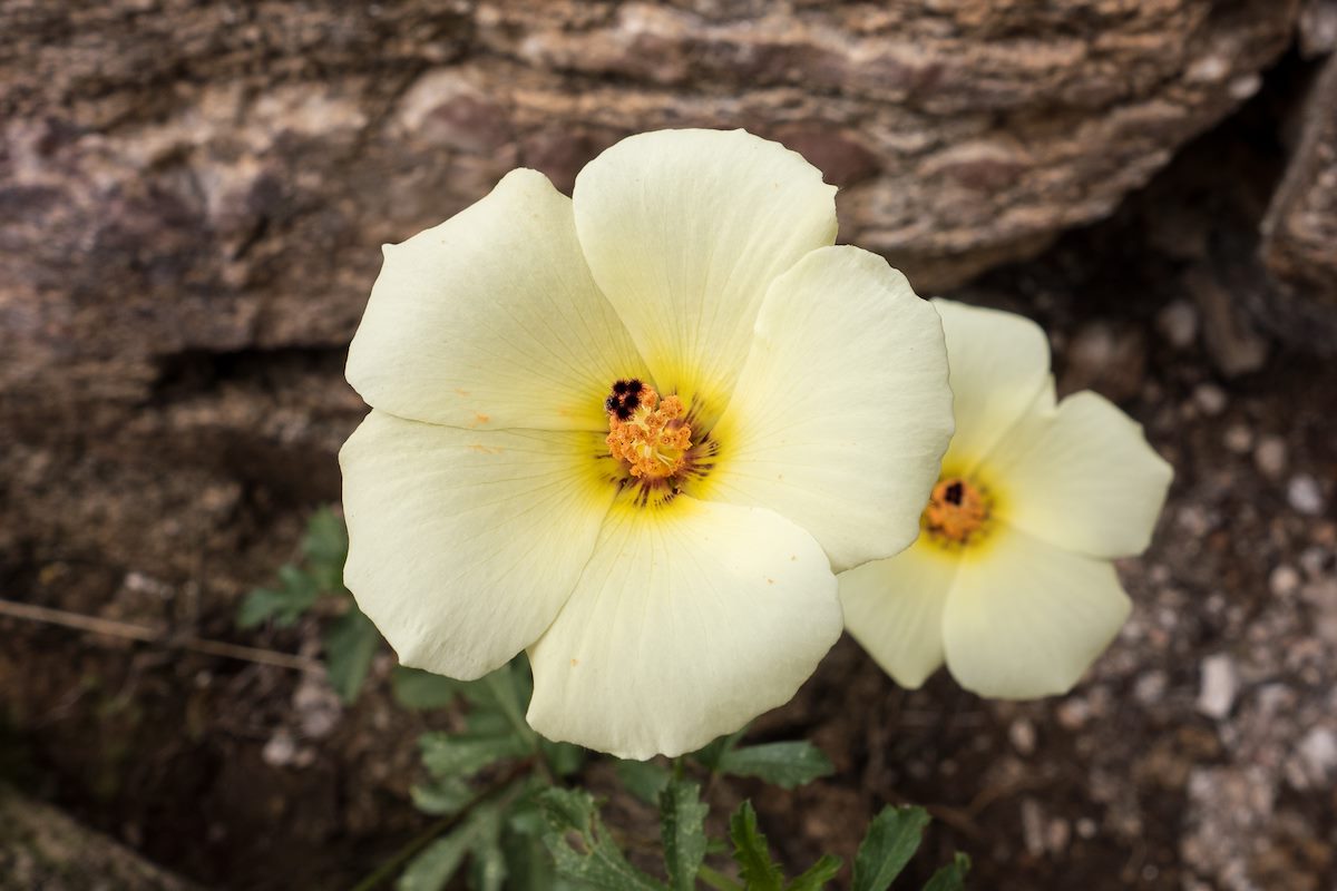 2014 September Rosemallow on the Phoneline Trail