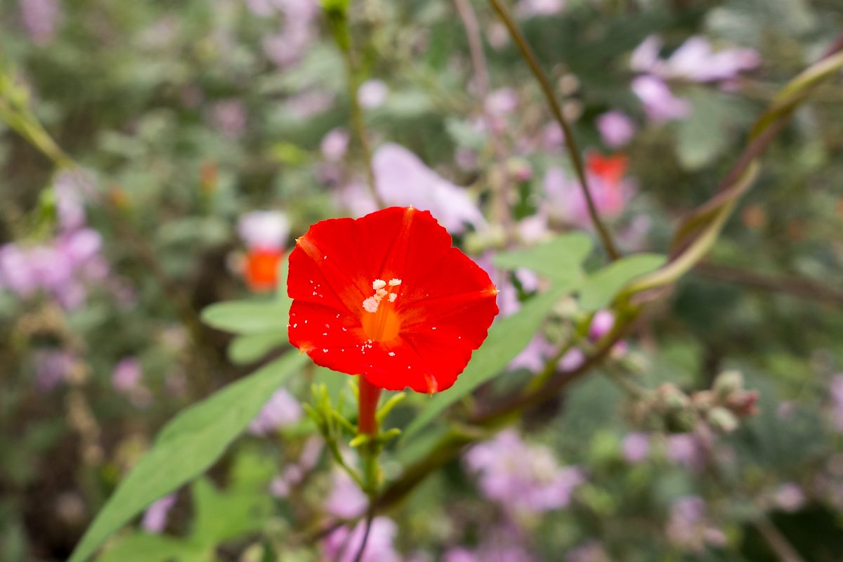 2014 September Scarlet Creeper near Sycamore Reservoir