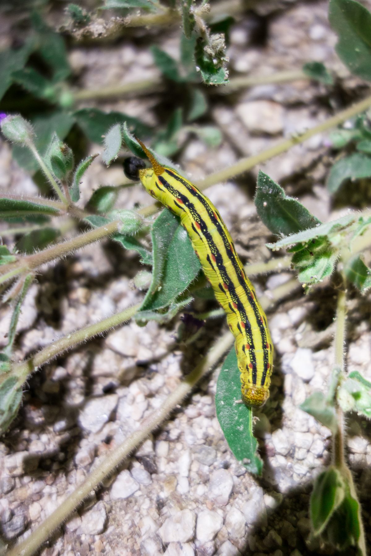 2014 September White-lined Sphinx Caterpillar by Headlamp