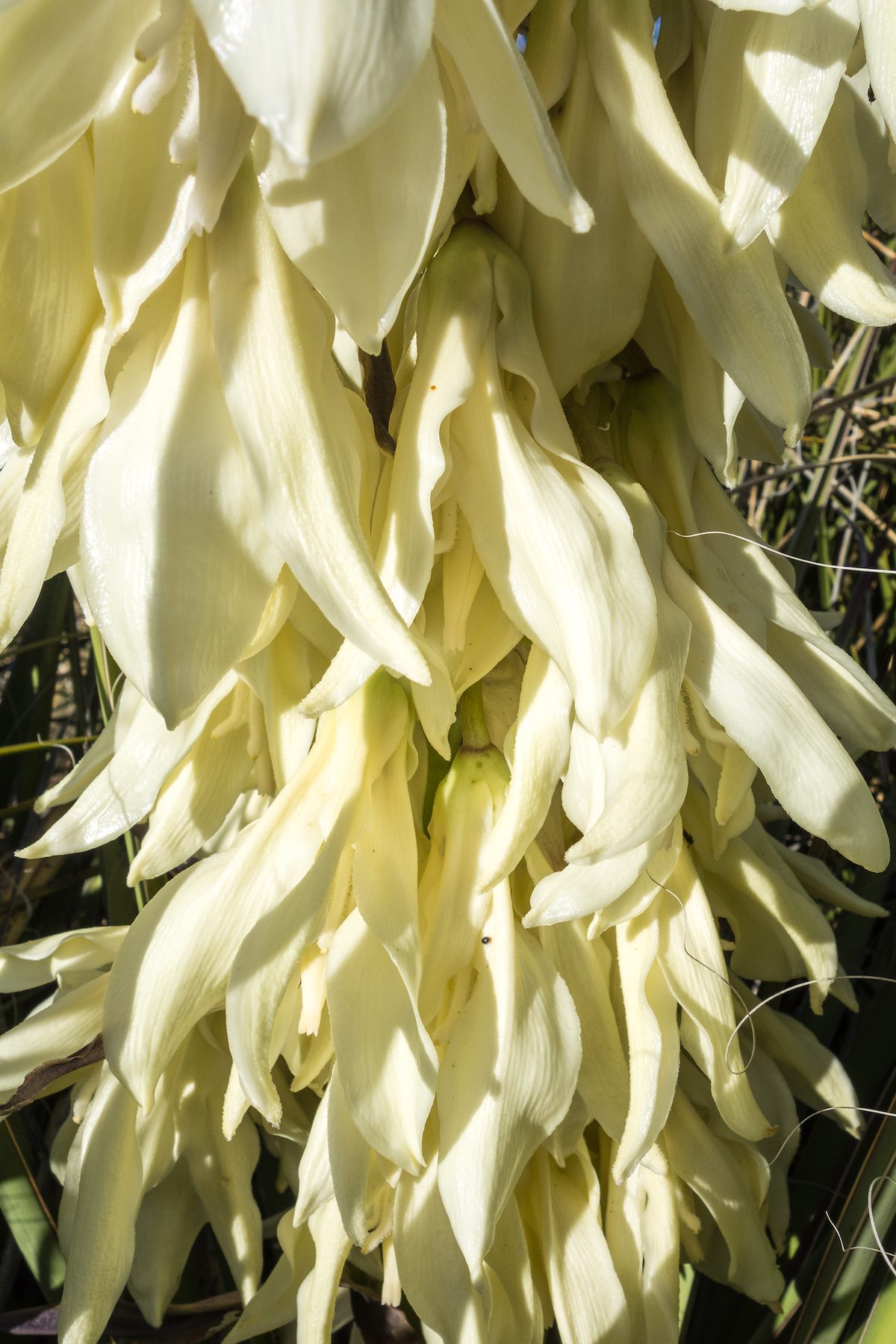 2015 April Banana Yucca