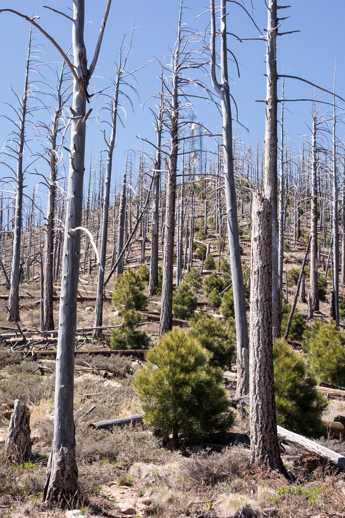 2015 April Dead Trees on the Aspen Trail