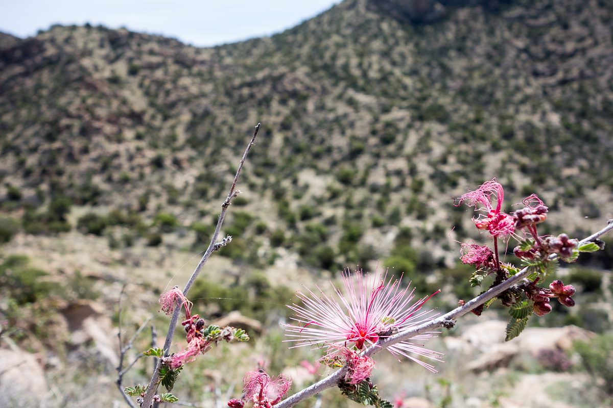 2015 April Fairy Duster