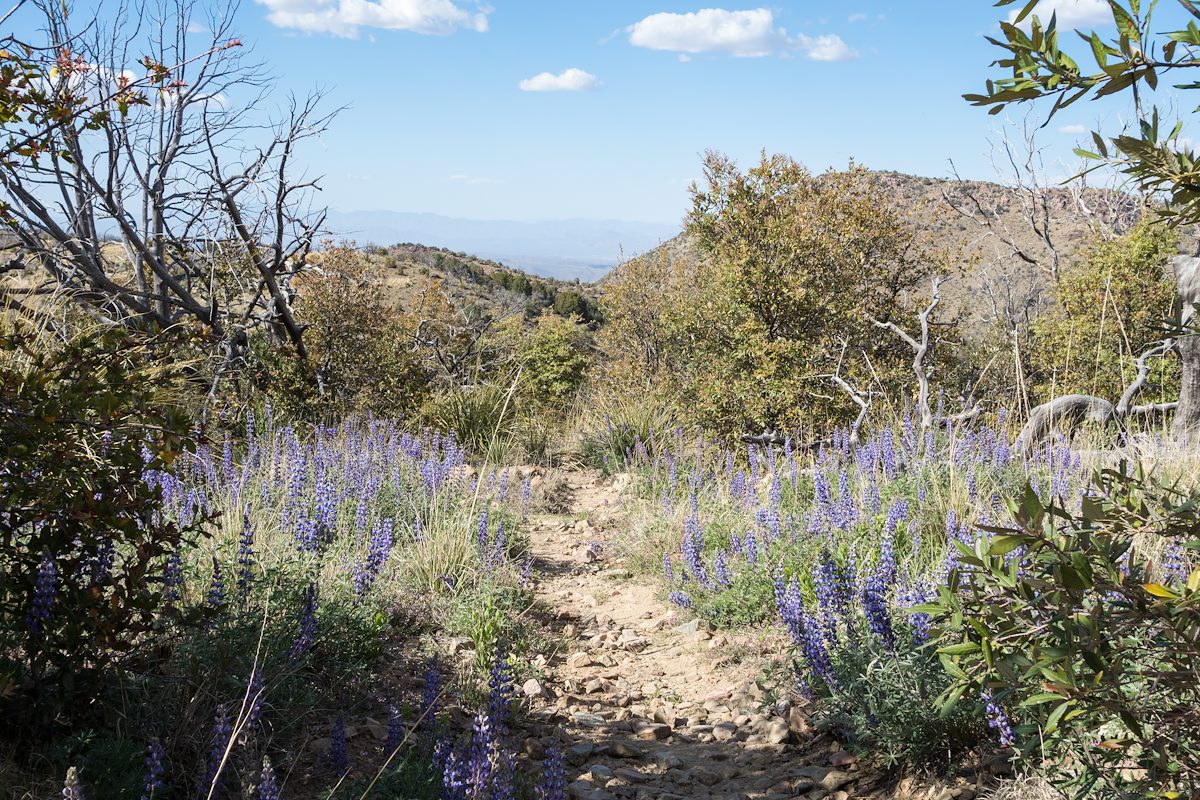 2015 April Lupine on either side of the Oracle Ridge Trail