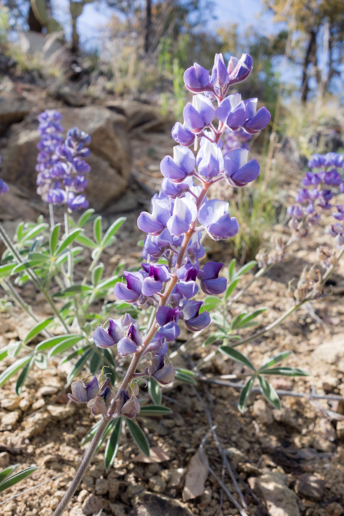 2015 April Lupine on the Oracle Ridge Trail
