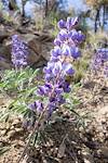 2015 April Lupine on the Oracle Ridge Trail