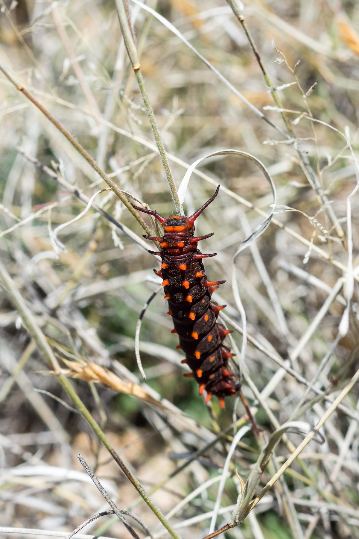 2015 April Pipevine Swallowtail Caterpillar