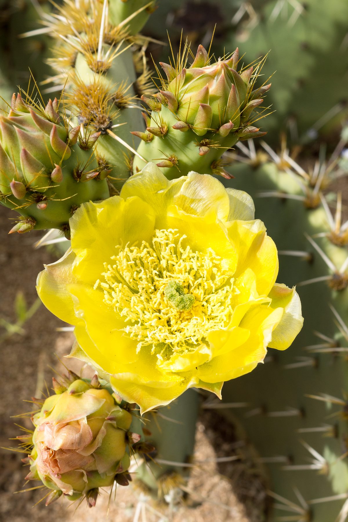 2015 April Prickly Pear Flower