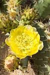 2015 April Prickly Pear Flower