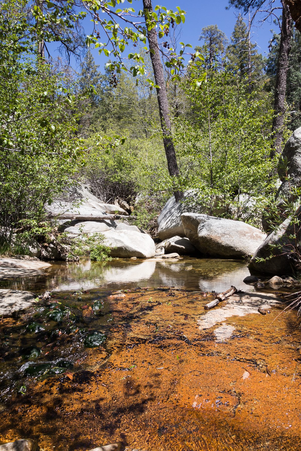 2015 April Red and Reflections in Sabino Canyon