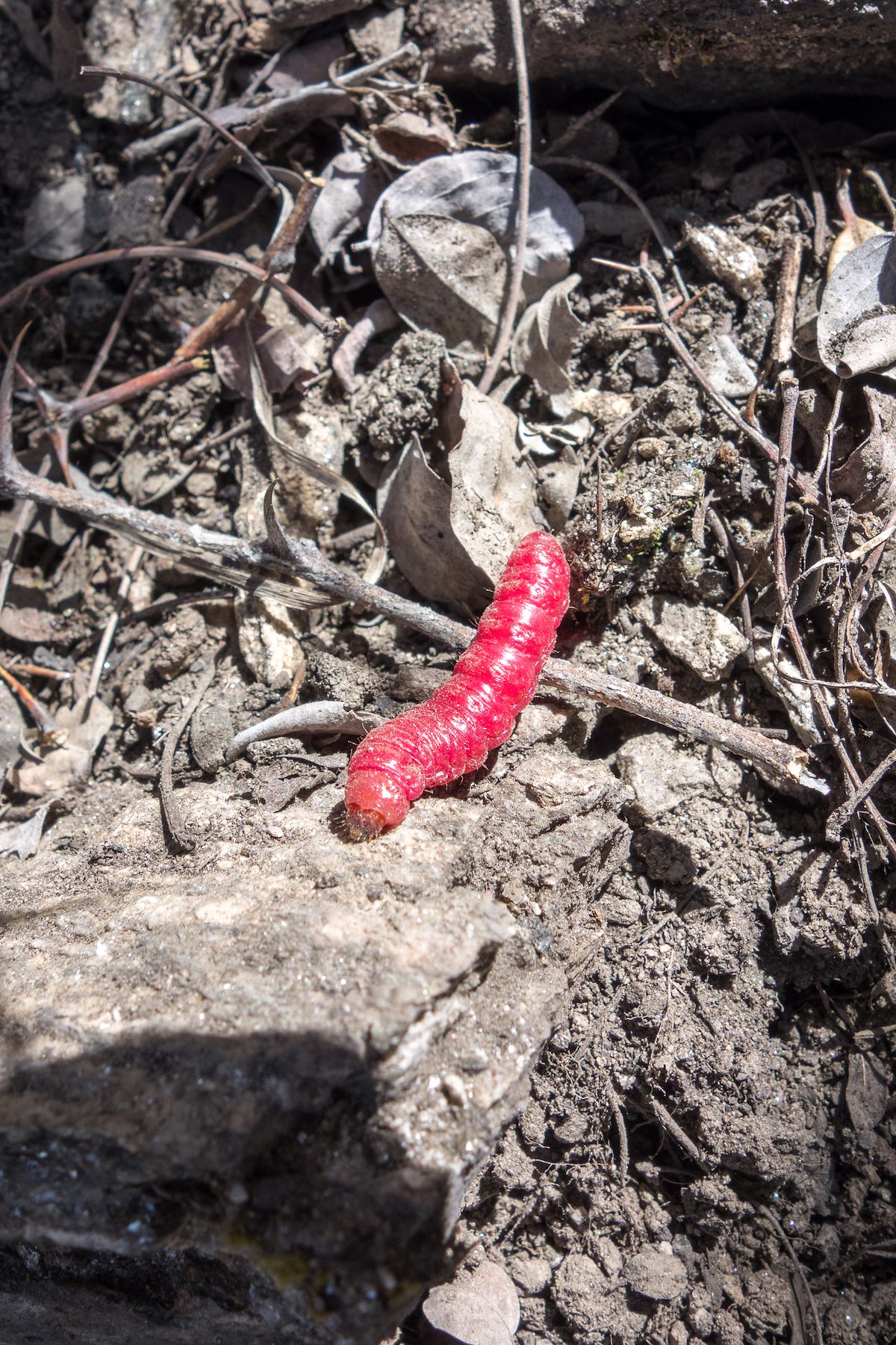 2015 April Red Caterpillar
