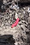 2015 April Red Caterpillar