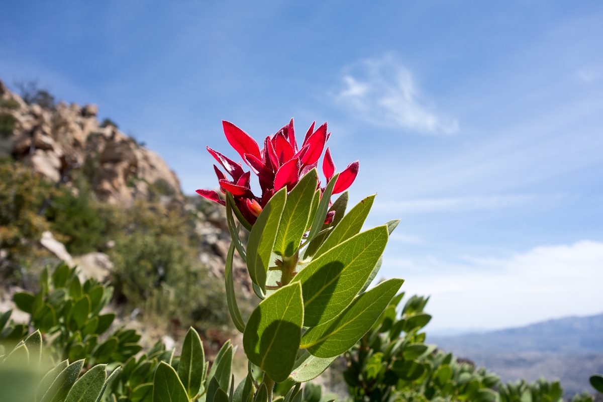 2015 April Red Manzanita Leaves