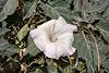 2015 April Sacred Datura