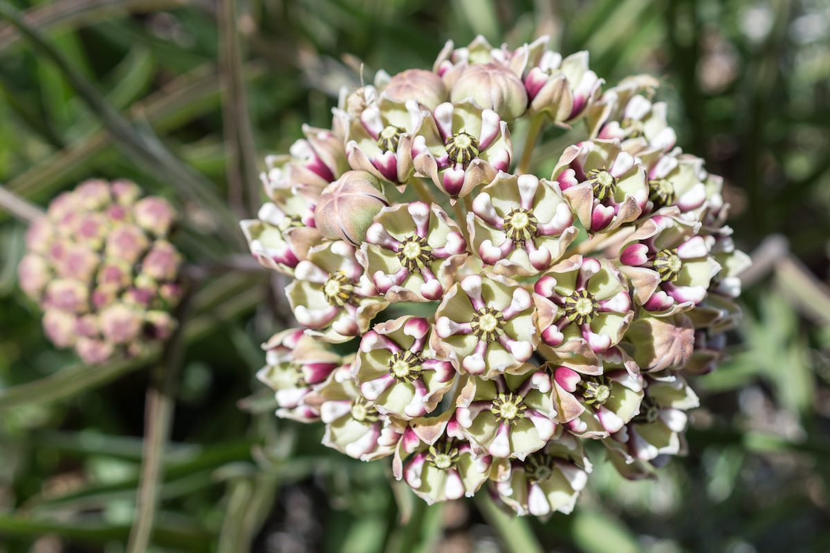 2015 April Spider Milkweed