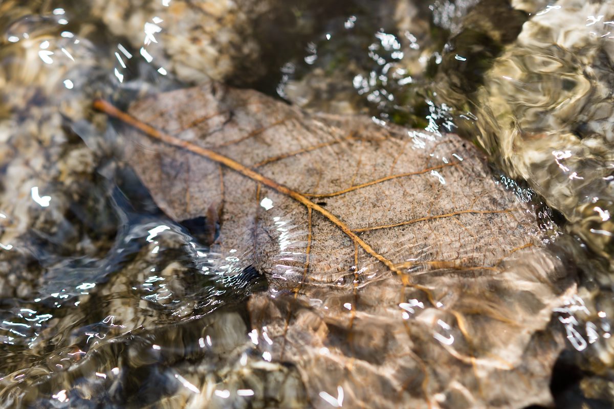 2015 August Fallen Leaf in Bear Canyon