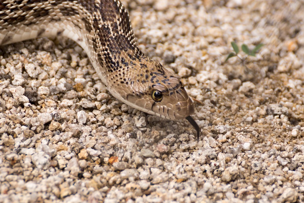 2015 August Gopher Snake in a wash above Bear Canyon