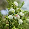 2015 August Juniper Berries