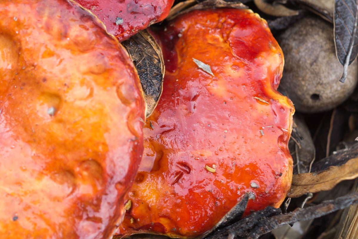 2015 August Mushrooms