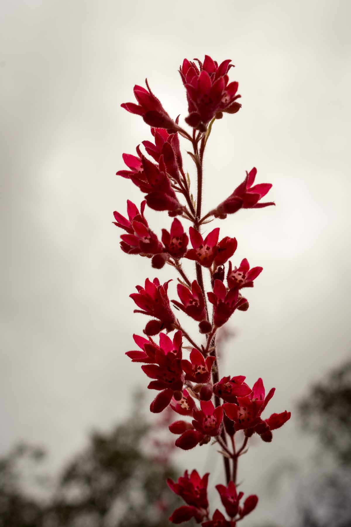 2015 August Penstemon Against the Sky