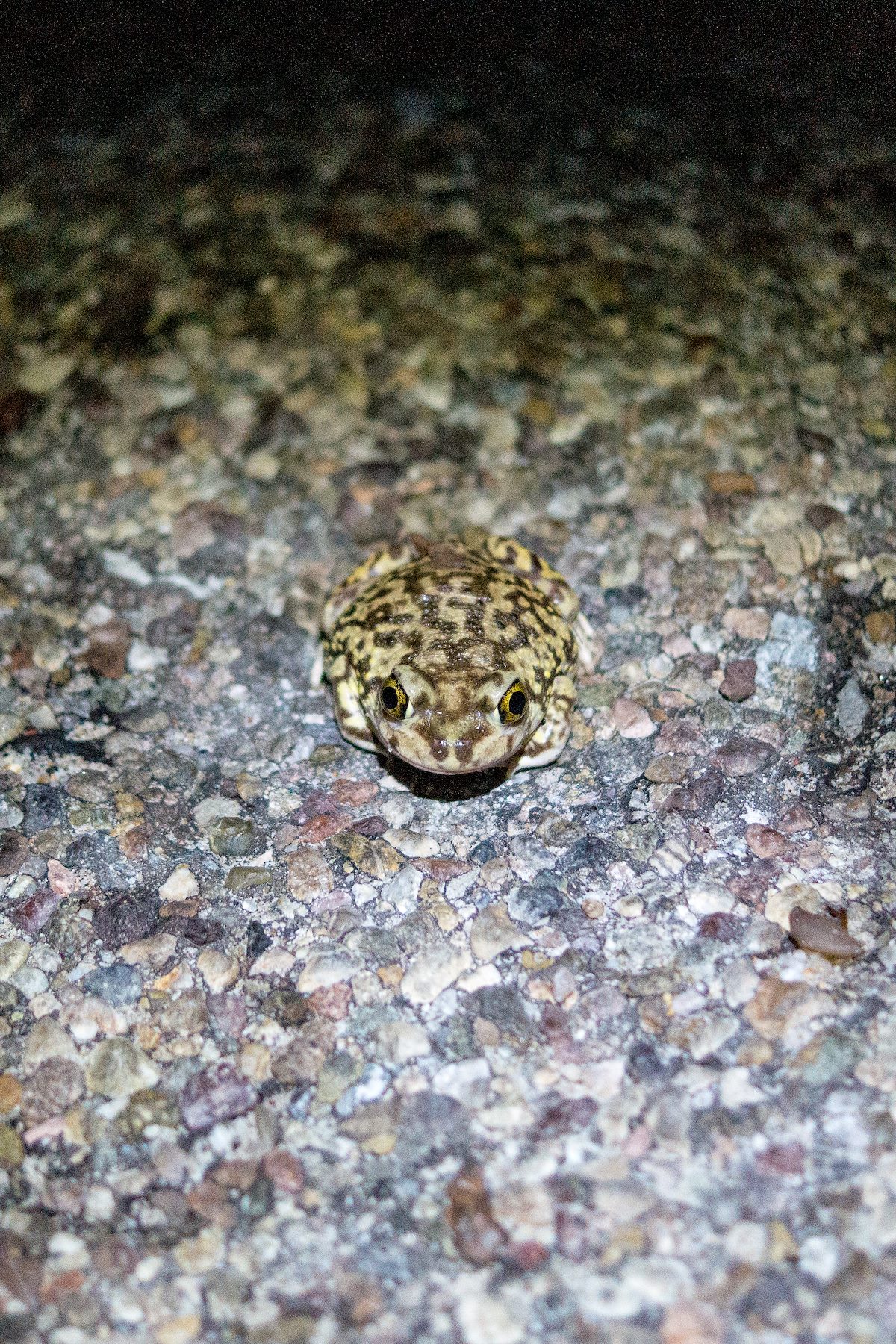 2015 August Spadefoot