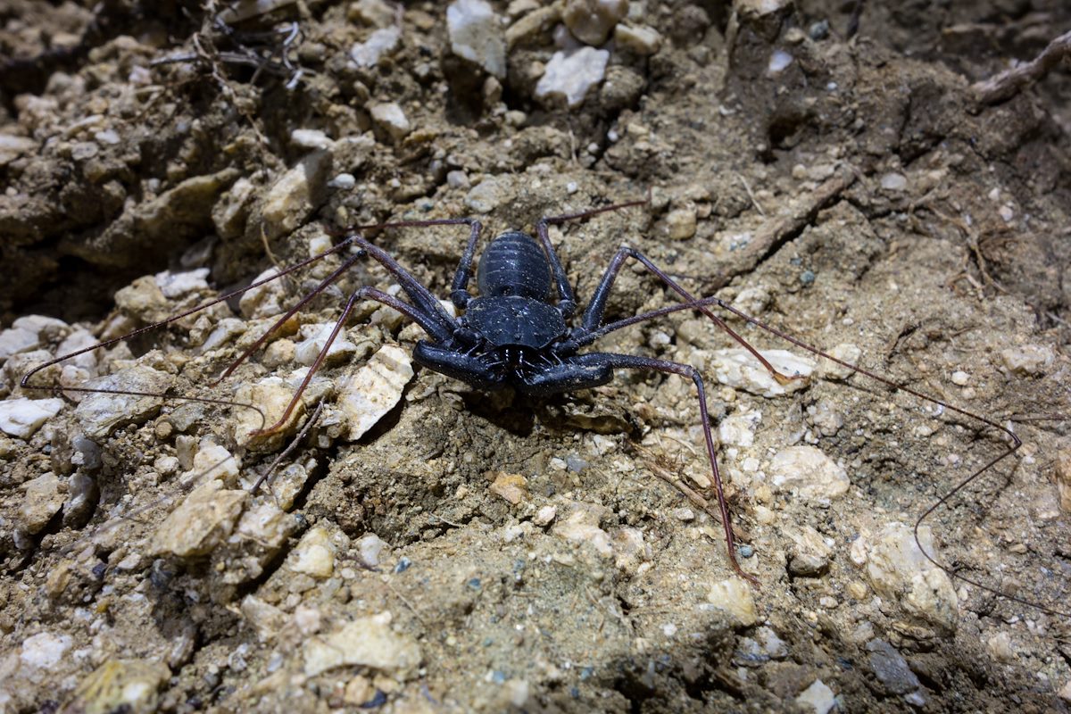2015 August Tailless Whipscorpion on Blacketts Ridge