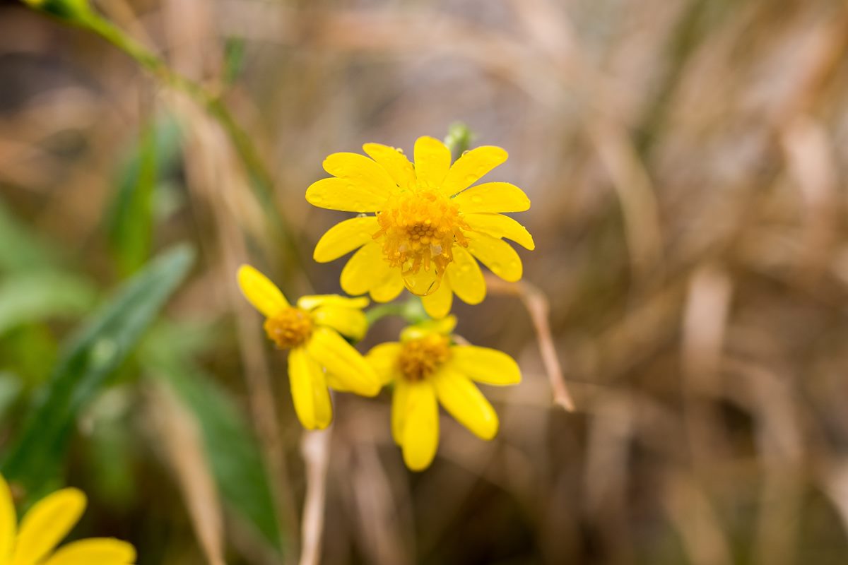 2015 December December Flowers