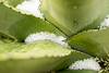 2015 December Hail collecting in an Agave