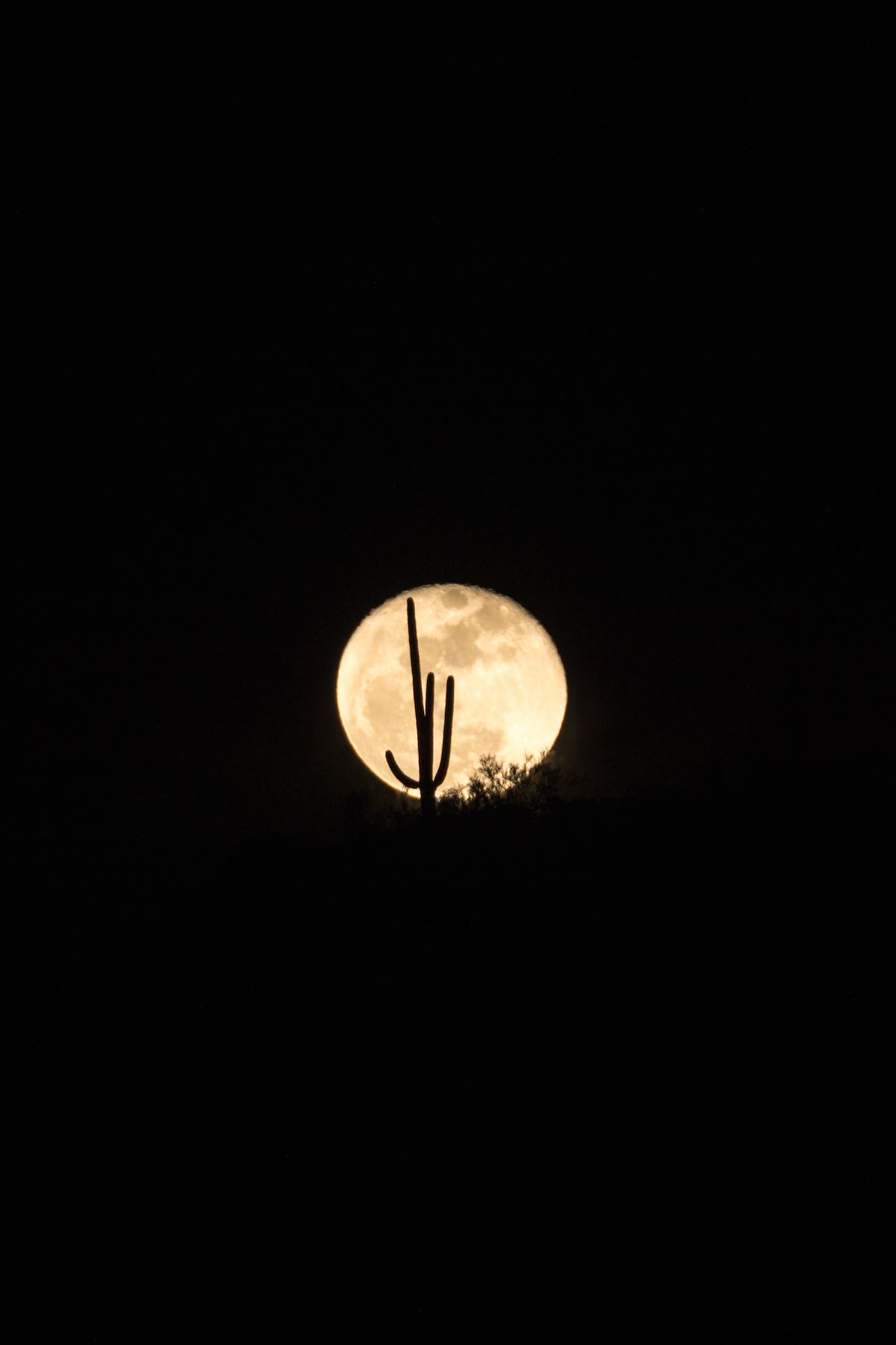 2015 December Saguaro and Moon