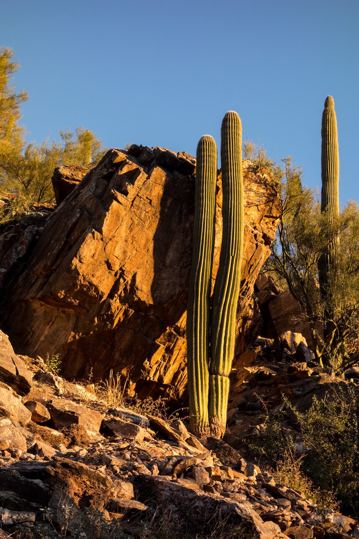2015 December Saguaro and Rock