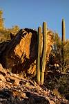 2015 December Saguaro and Rock