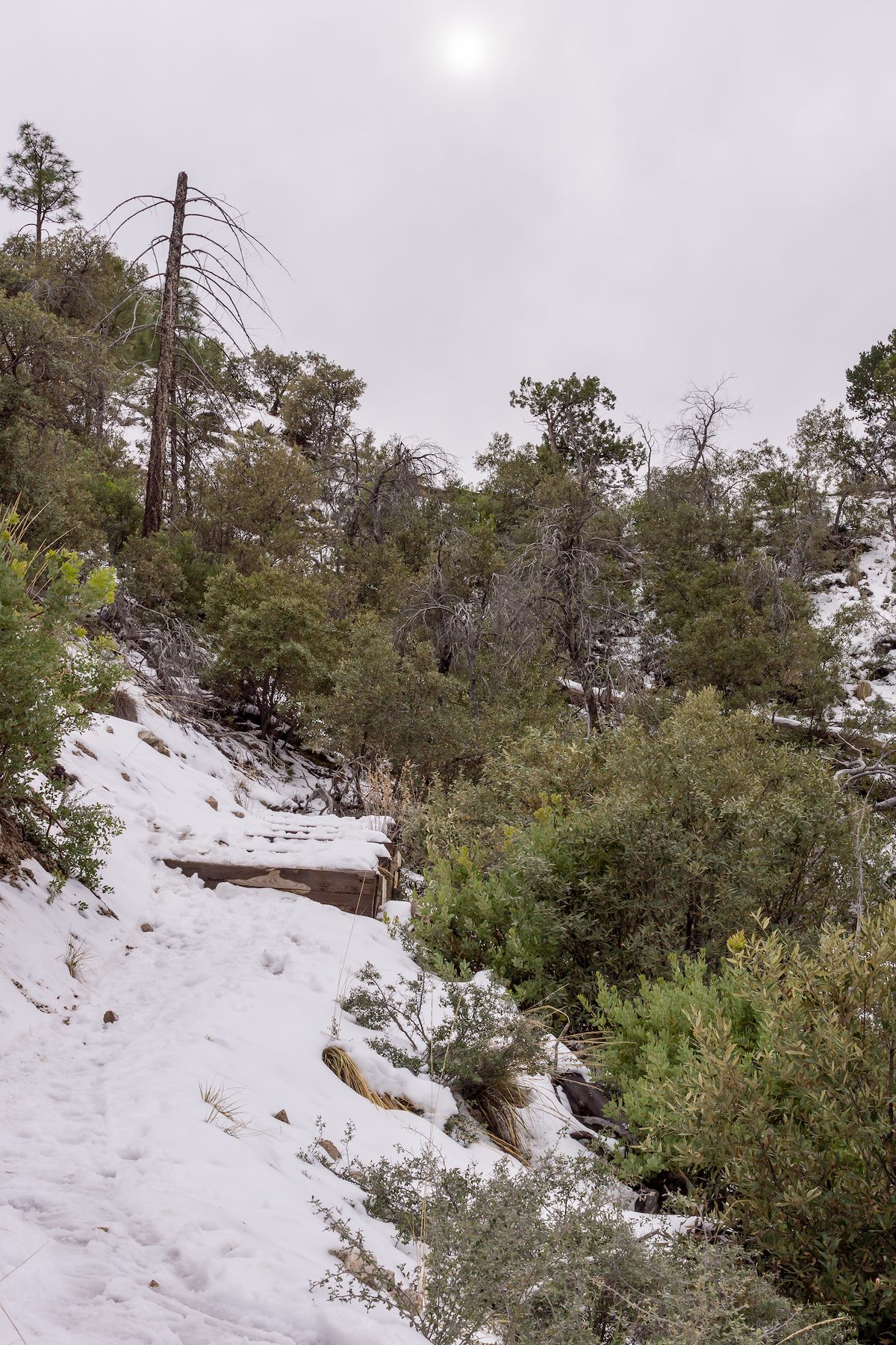 2015 December Snow on the Bug Spring Trail above Bear Canyon