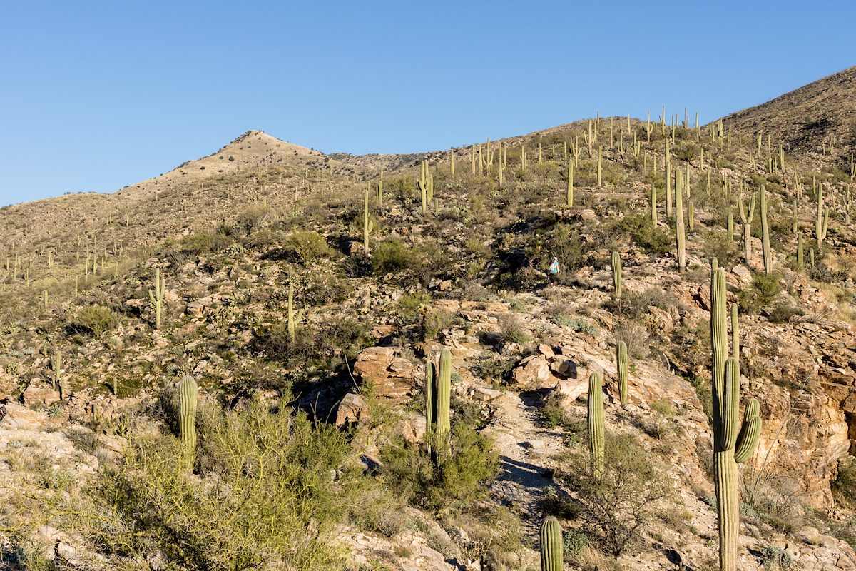 2015 February Alison above Agua Caliente Canyon