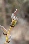2015 February Aspen on the Wilderness of Rocks Trail