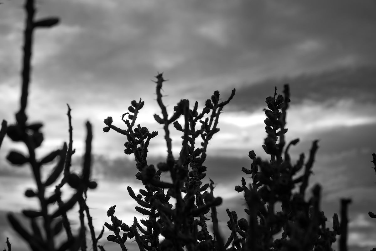 2015 February Cactus in the Sunset