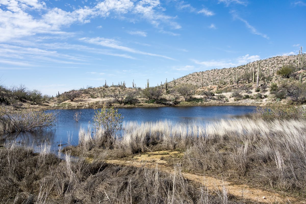 2015 February Cat Track Tank