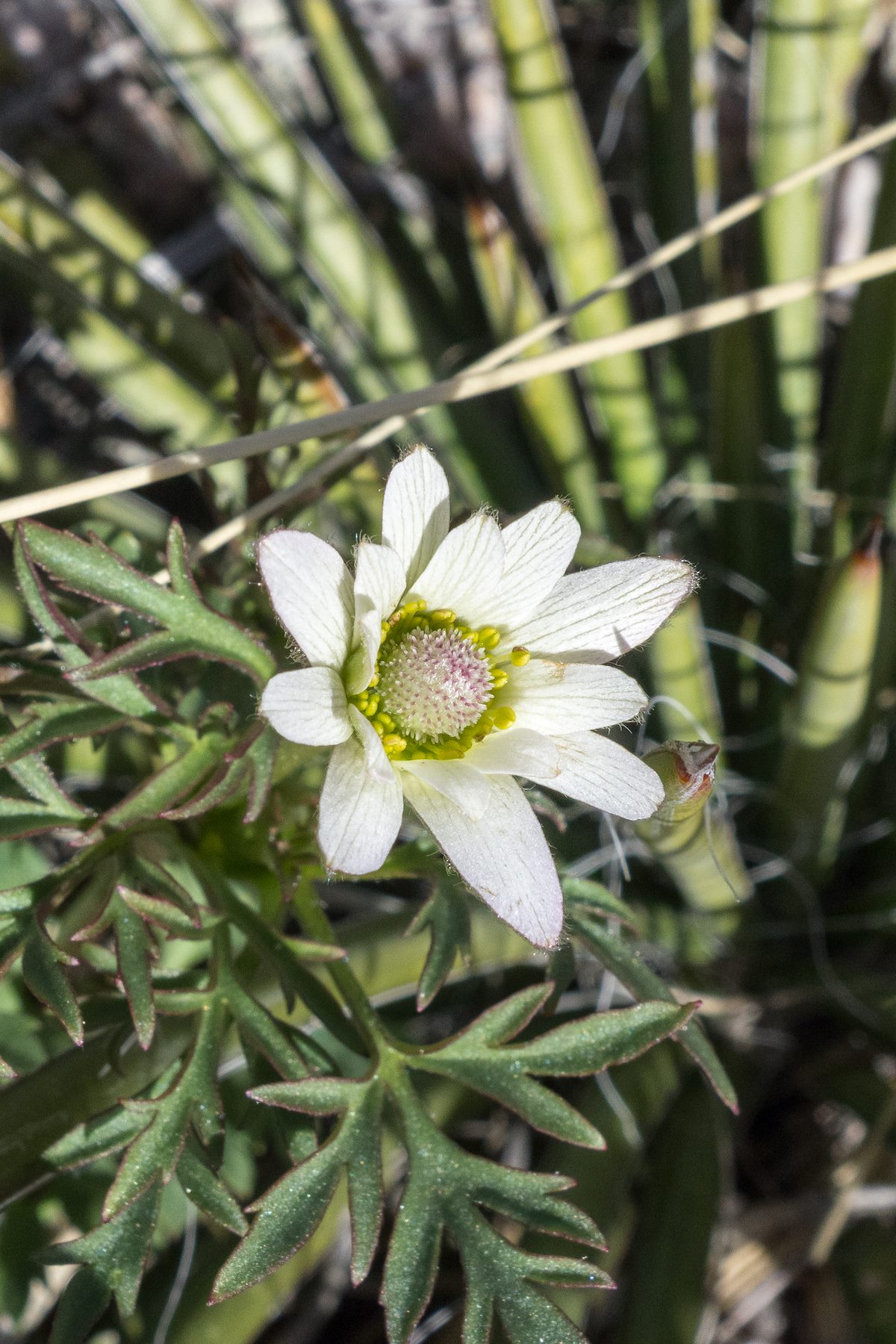 2015 February Desert Anemone
