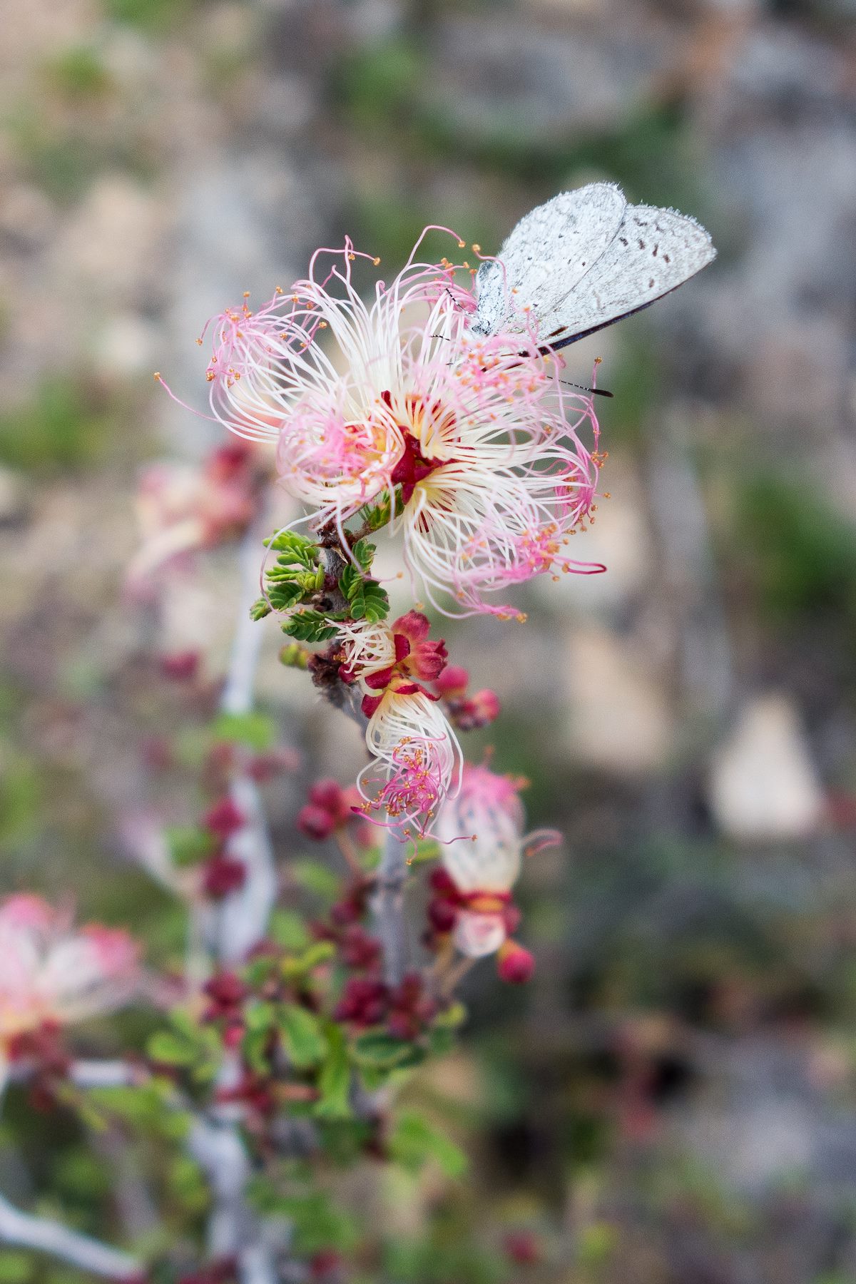 2015 February Fairy Duster and Butterfly
