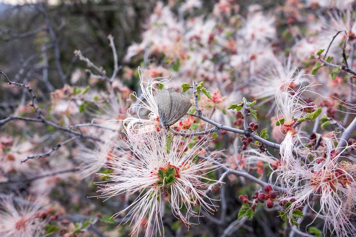 2015 February Fairy Dusters and Butterfly on the Pontatoc Canyon Trail