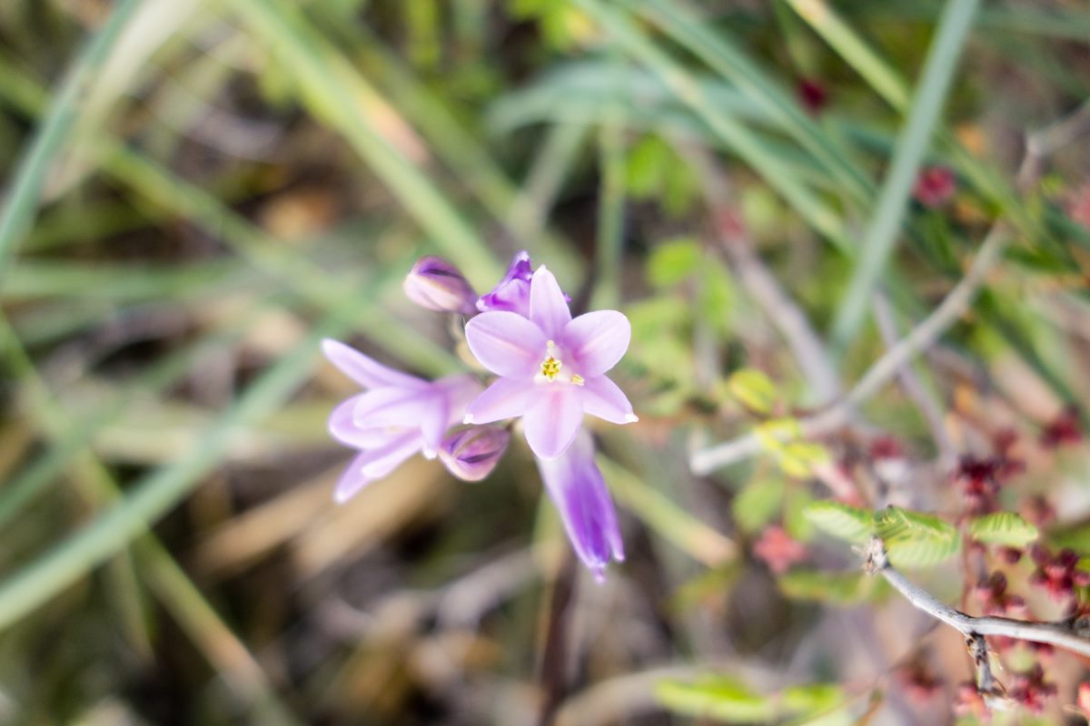 2015 February Flowers on the Pontatoc Canyon Trail