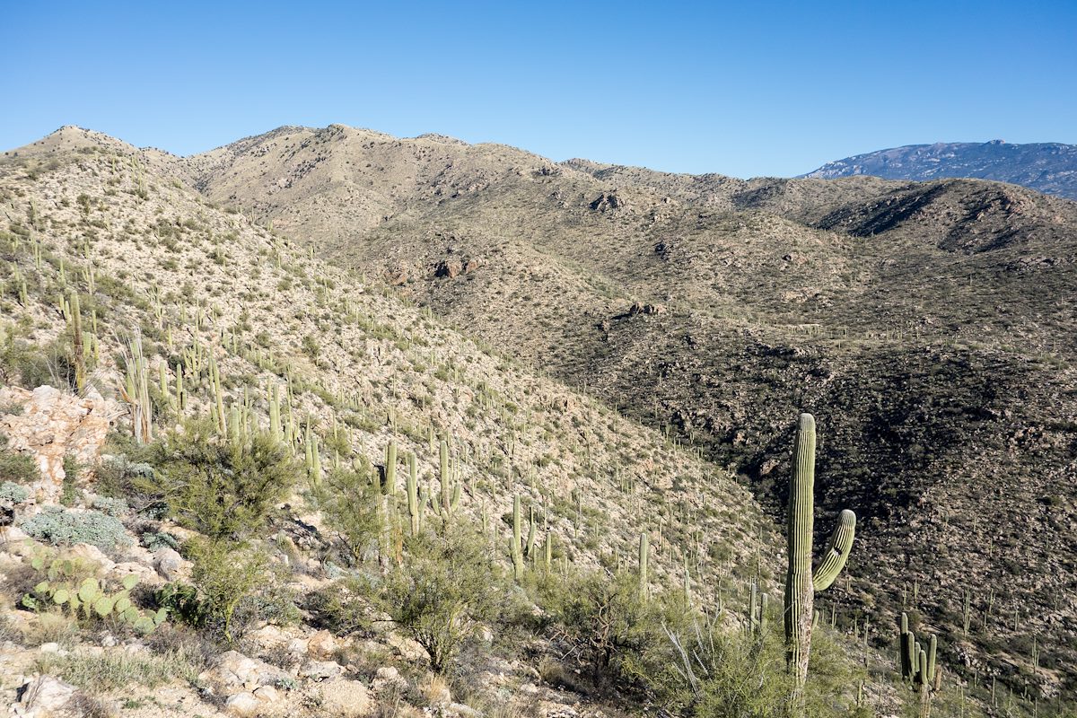 2015 February Looking towards Agua Caliente Hill