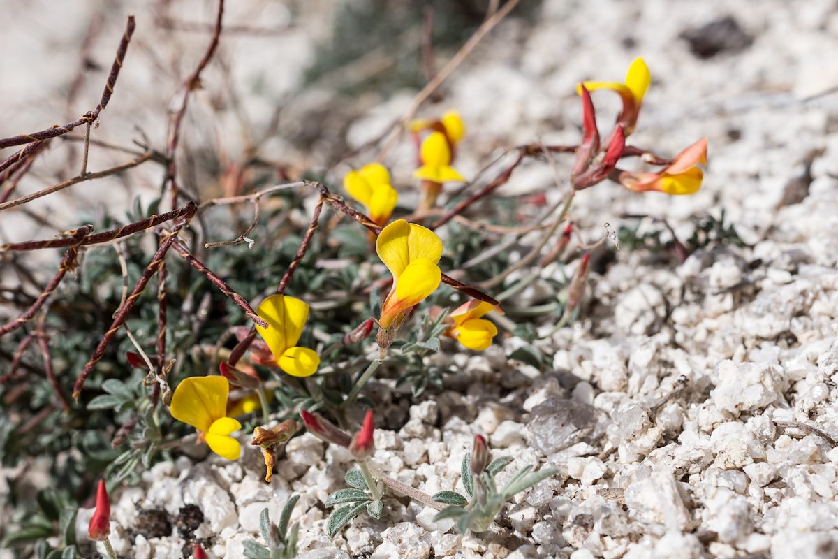 2015 February Lotus above Romero Pass