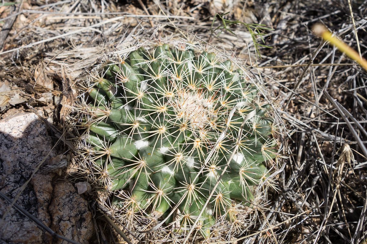 2015 February Macdougal's Cactus
