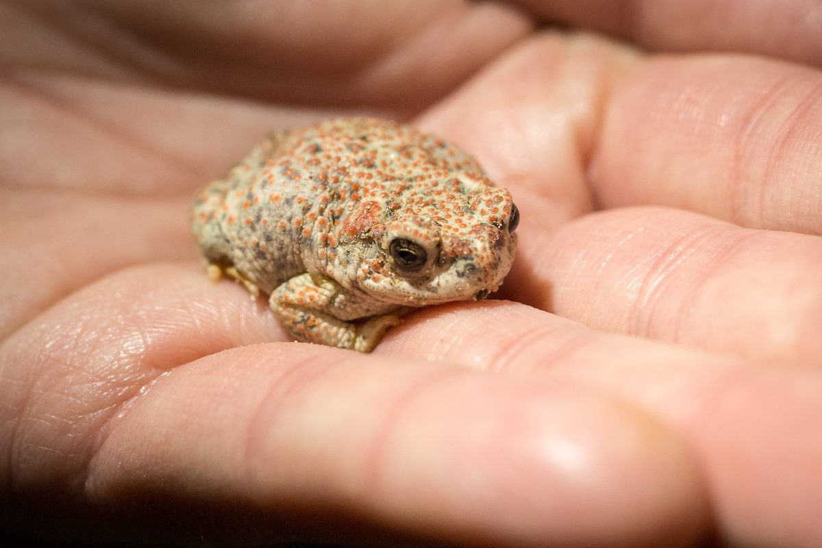 2015 February Red Spotted Toad